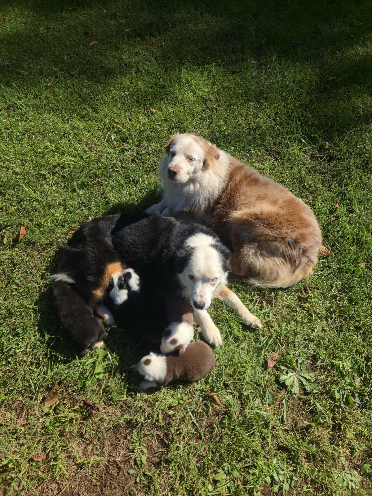 Australian Shepherd puppies from Pickle Aussie Pups